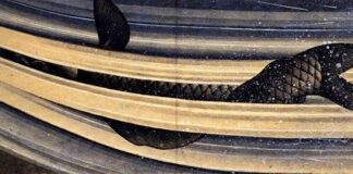 «είμαι το άνθος που πατήθηκε»