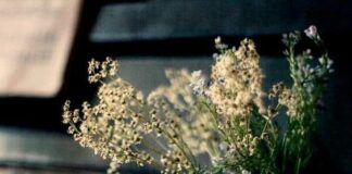 Piano / Bebu Silvetti