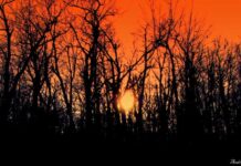 Περίκλειστος Ορίζοντας, Χριστόφορος Τριάντης