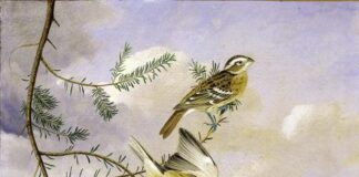 « τα πρωινά »