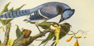 « τα πρωινά »