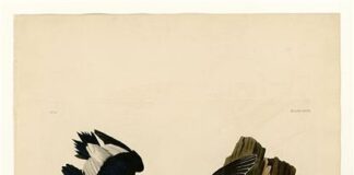 « τα πρωινά »