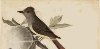 « τα πρωινά »