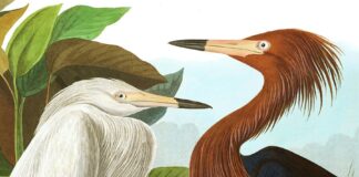 « τα πρωινά »