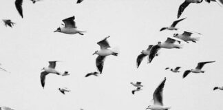 Ν’ ανθίζουμε ως το τίποτα, Ευτυχία-Αλεξάνδρα Λουκίδου