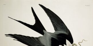 « τα πρωινά »