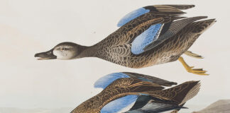 « τα πρωινά »