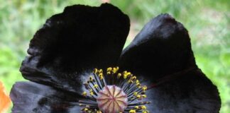 « δεν αλλάζω όνομα φύλλο και εθνικότητα »