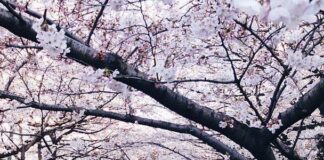 Τρία Τέταρτα του Χειμώνα, Aπόστολος Κωνσταντινίδης