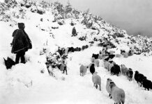 « από τις πέτρες πιο πέτρινος »