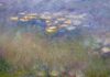 Water Lilies, Claude Oscar Monet
