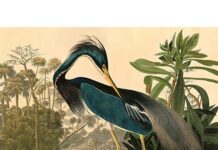 « τα πρωινά »