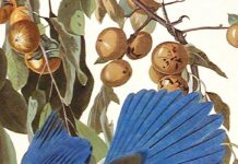 “Τα Πρωινά”