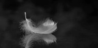 Διάστιχο, Γιάννης Τρανίδις