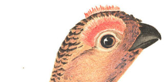 “Τα πρωινά”