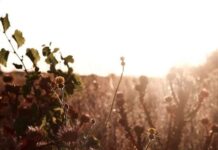 Το κόκκινο της ανάγκης