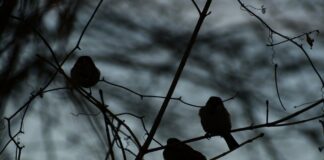 Η τέχνη των αηδονιών, Ε. Σ.