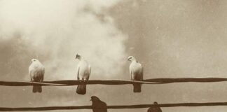 “Εἰς Ὑψος Νοητόν”, Ἱερομ. Εὐσεβίου