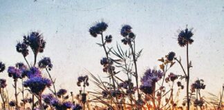 Μιμόζα, Σοφία Σταθάκη