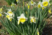 “Νάρκισσος”