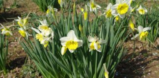 “Νάρκισσος”