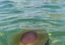 (Π) – Ουρλιαχτό, Σταύρος Σταυρόπουλος