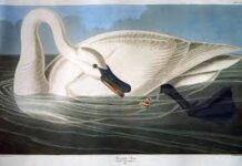 “Τα Πρωινά”