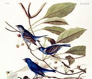 “Τα Πρωινά”