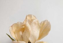 Σατόρι ή Η Στιγμή της Φωτοσύνθεσης, Μανόλης Πρατικάκης