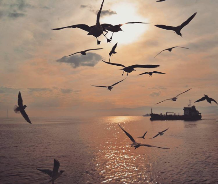Birds___